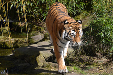 Tiger (1).jpg